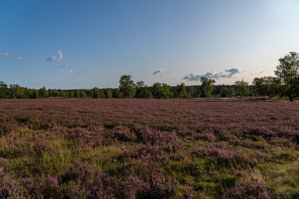 Fischbeker Heide