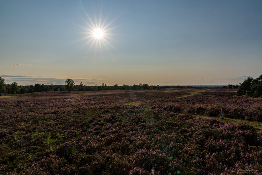 Fischbeker Heide