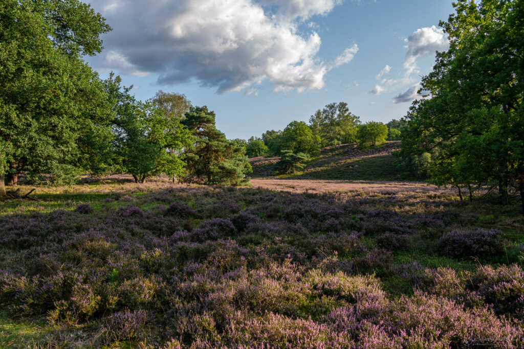 Fischbeker Heide