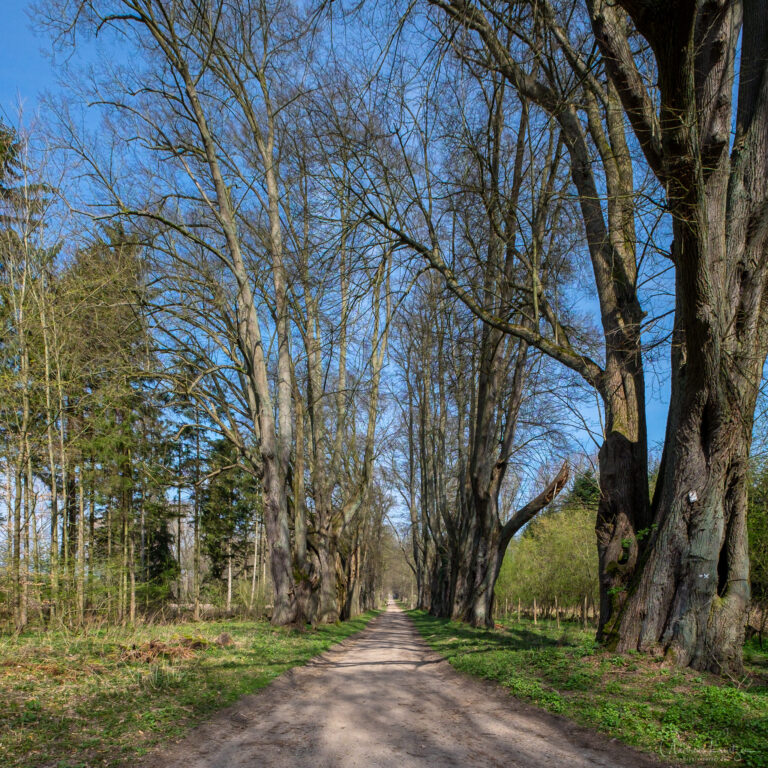 Allee bei Schloss Wotersen