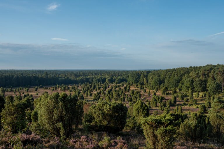 Blick auf den Steingrund in der Lüneburger Heide