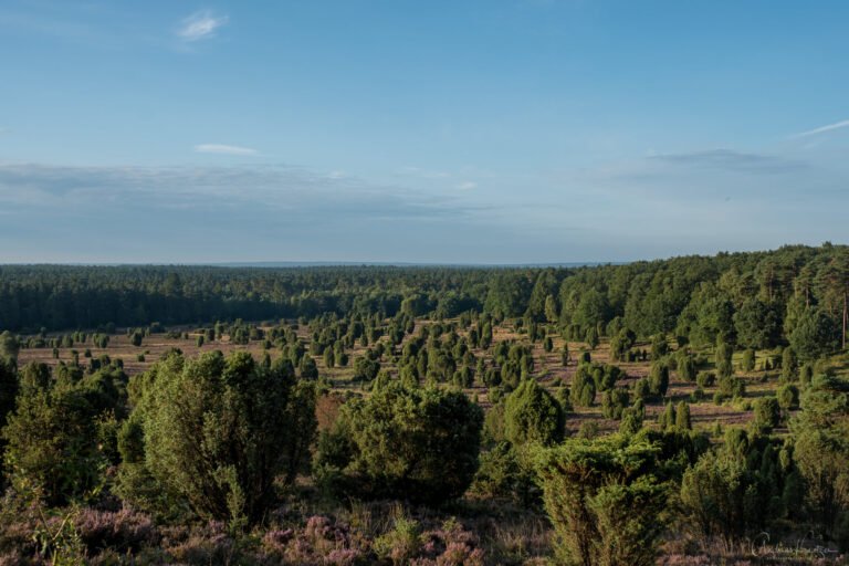 Blick auf den Steingrund in der Lüneburger Heide