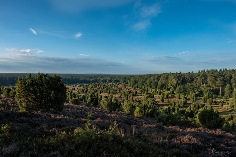 Blick auf den Steingrund in der Lüneburger Heide