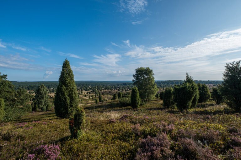 Blick vom Wilseder Berg