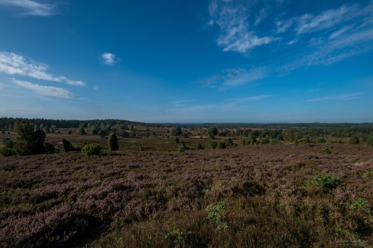 Blick vom Wilseder Berg auf die Lüneburger Heide