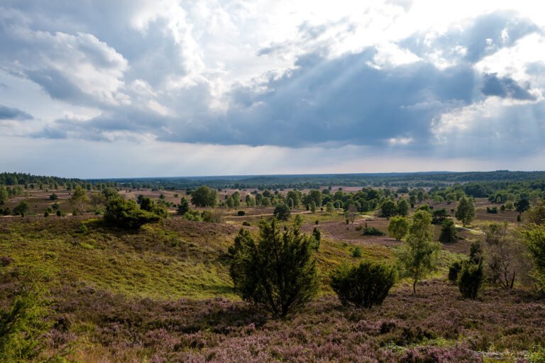 Blick vom Wilseder Berg in der Lüneburger Heide