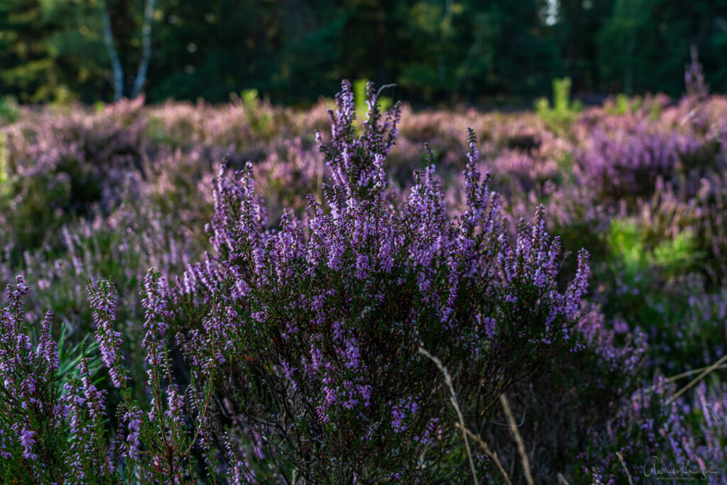 Fischbeker Heide