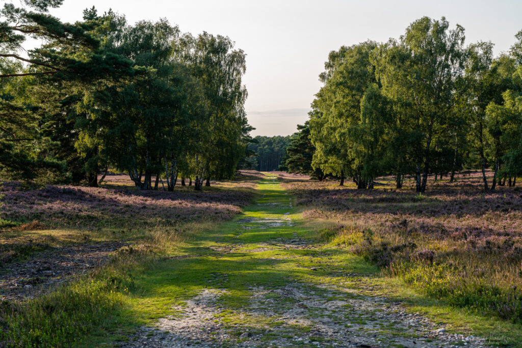 Fischbeker Heide