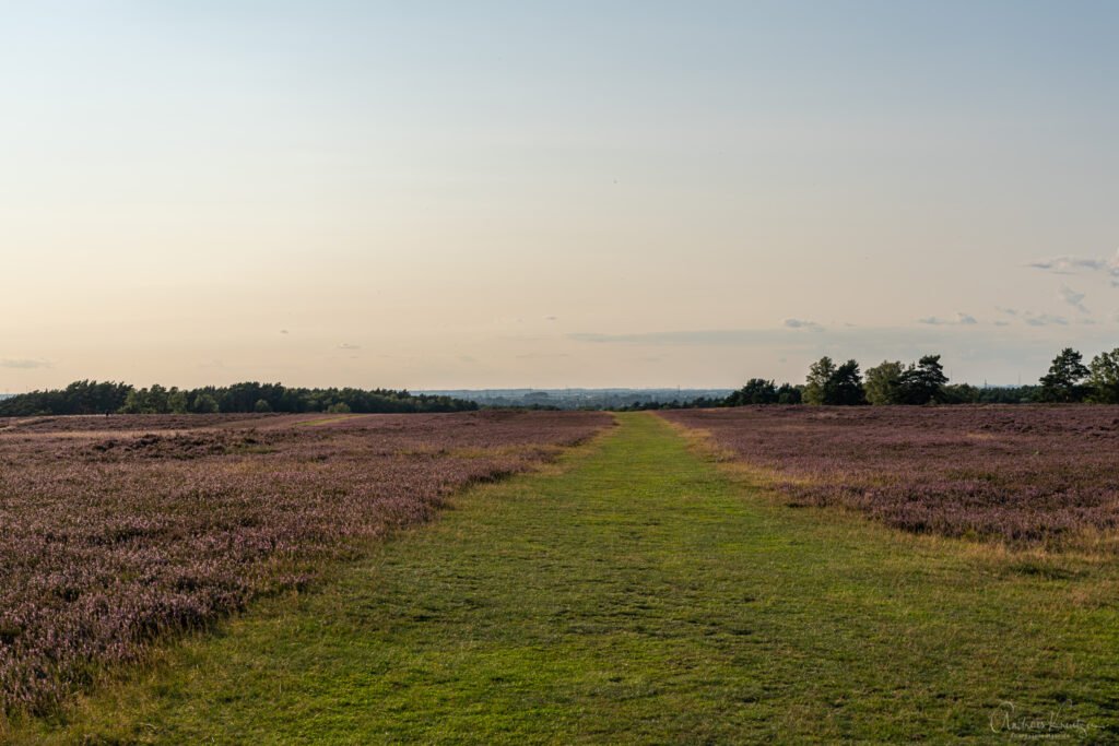 Fischbeker Heide