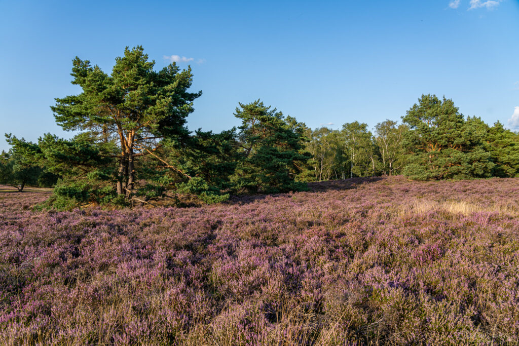 Fischbeker Heide