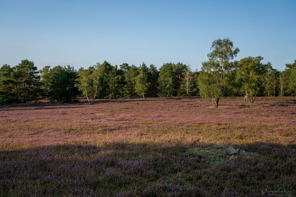 Fischbeker Heide