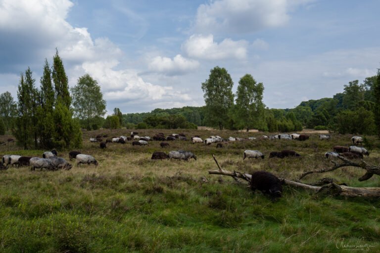 Heidschnucken in der Lüneburger Heide