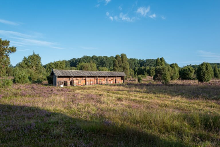 Lüneburger Heide