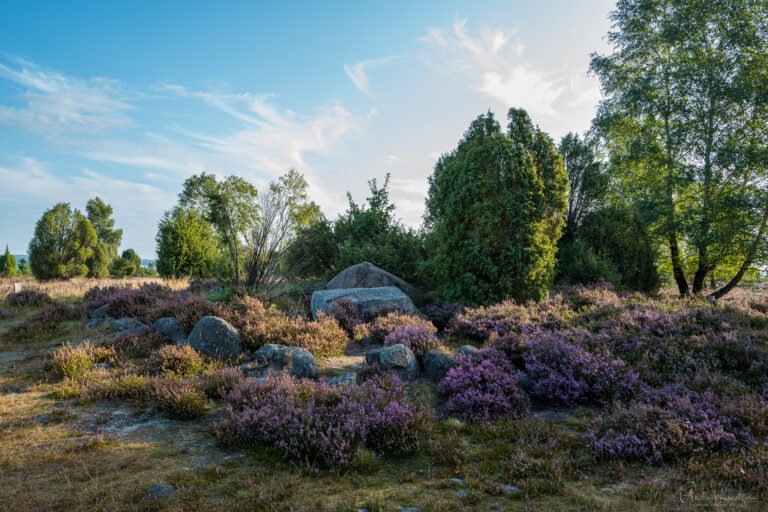 Lüneburger Heide