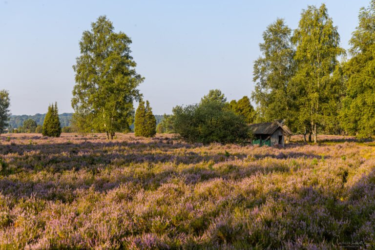 Lüneburger Heide bei Undeloh