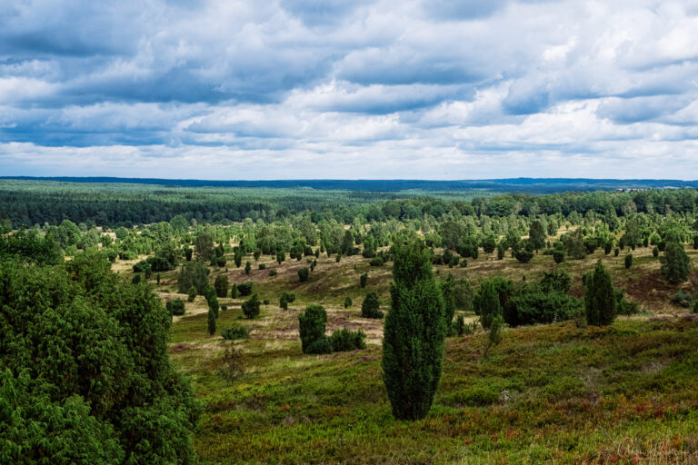 Blick vom Wilseder Berg auf die Lüneburger Heide