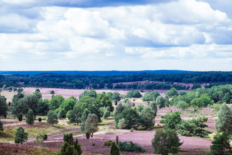 Blick vom Wilseder Berg auf die Lüneburger Heide