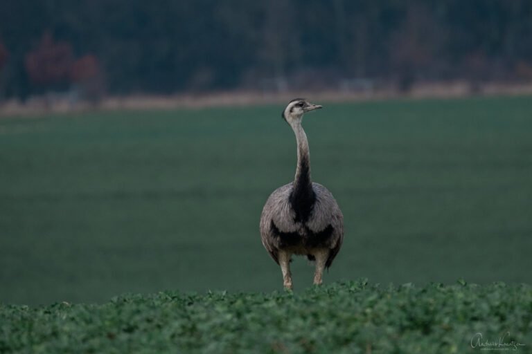 Nandu am Ratzeburger See