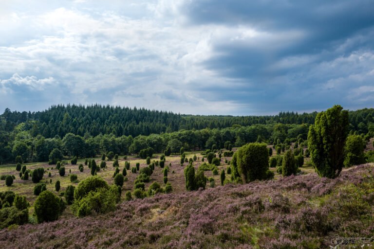 Steingrund in der Lüneburger Heide