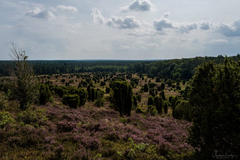 Steingrund in der Lüneburger Heide