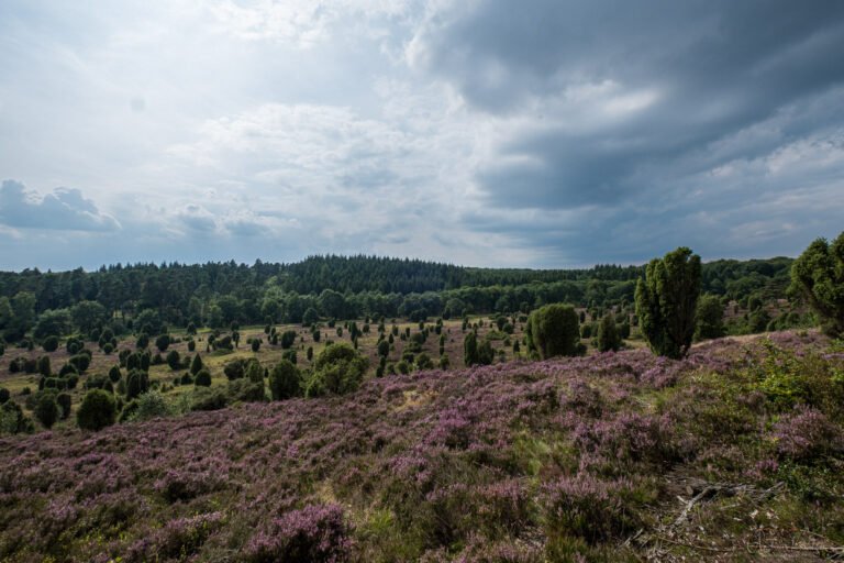 Steingrund in der Lüneburger Heide