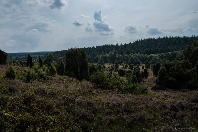 Steingrund in der Lüneburger Heide