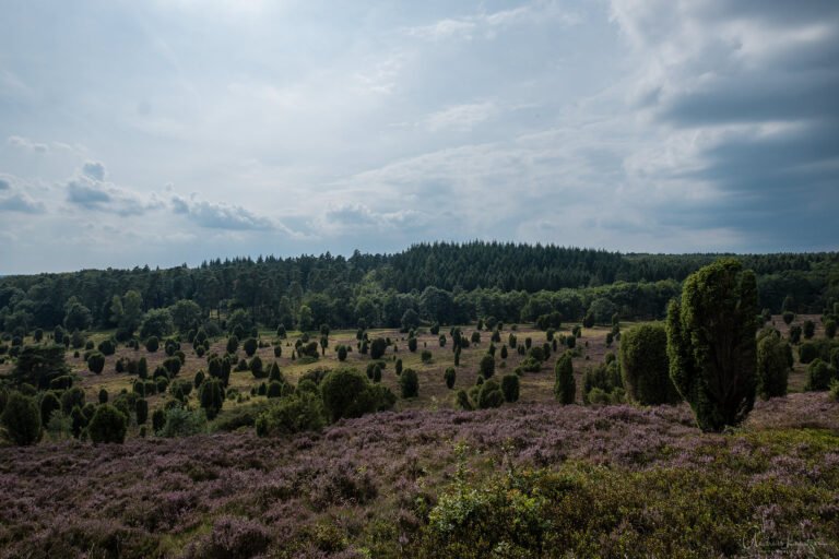 Steingrund in der Lüneburger Heide