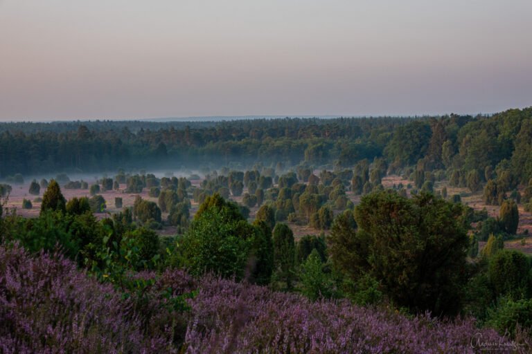 Steingrund in er Lüneburger Heide am Morgen