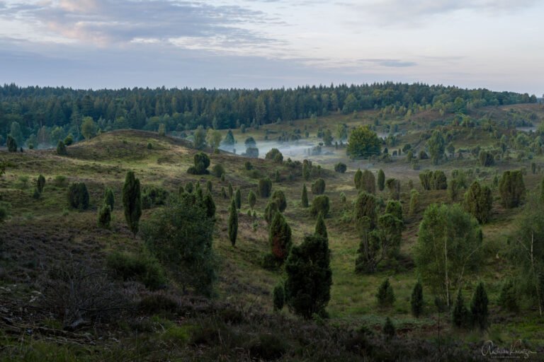 Totengrund in der Lüneburger Heide am Morgen