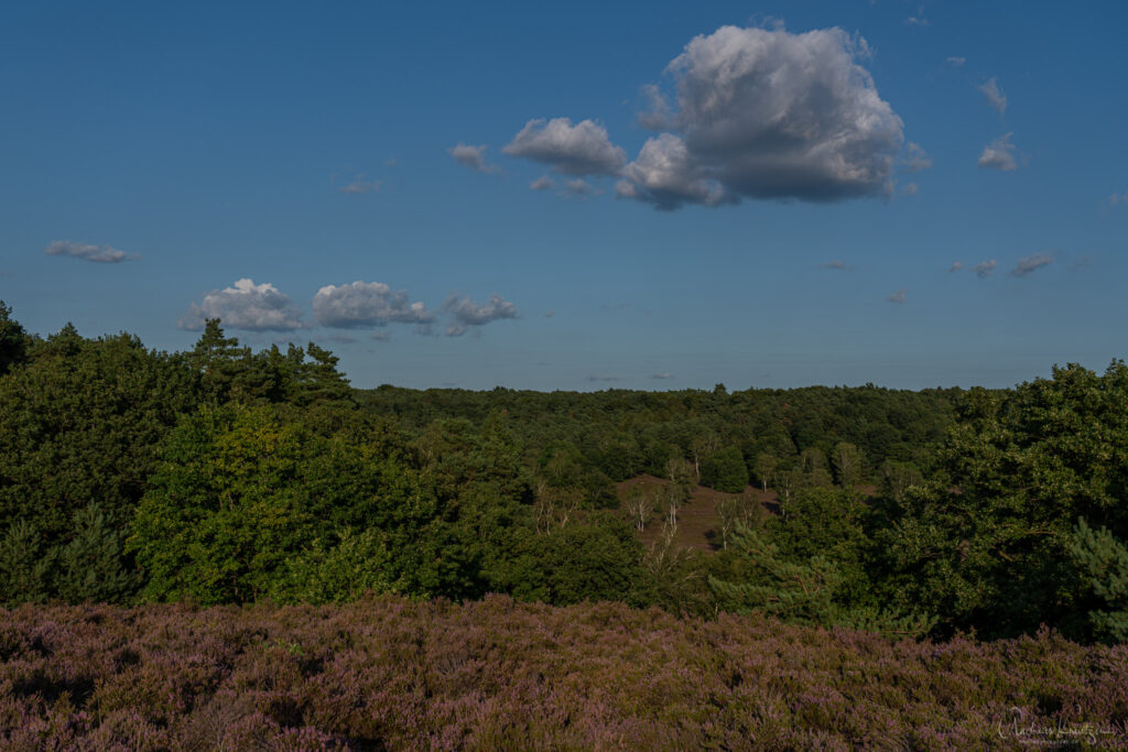 Fischbeker Heide