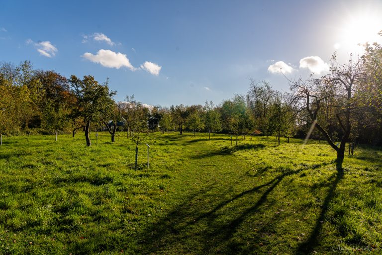 Apfelgarten Prinzeninsel