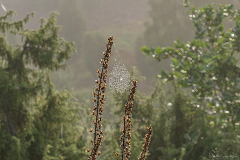 Spinnenetz in der Lüneburger Heide