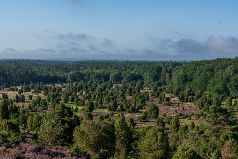 Steingrund in der Lüneburger Heide